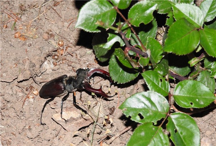 Любителям маленьких кукол