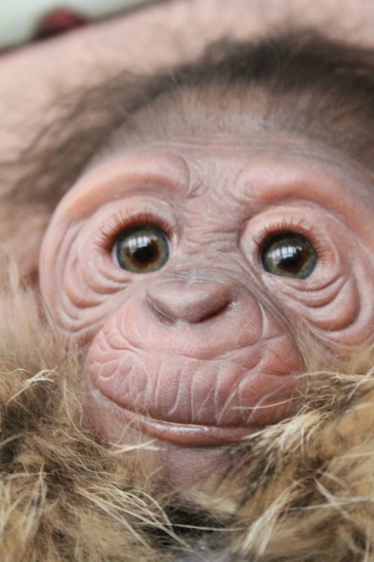 Лерка, кукла-реборн Элины Кудрявцевой