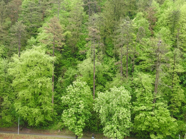 Любителям птиц. Серая цапля Словении (фото 6)