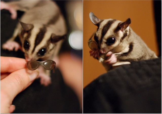 Космос — В мире животных: смешные фото питомцев и зверей (фото 6)