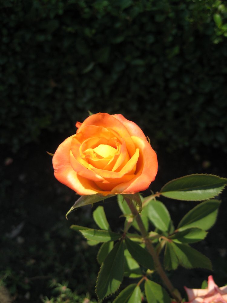 Вот такая вот Болгария — Туризм и путешествия: фотоотчеты из поездок (фото 6)