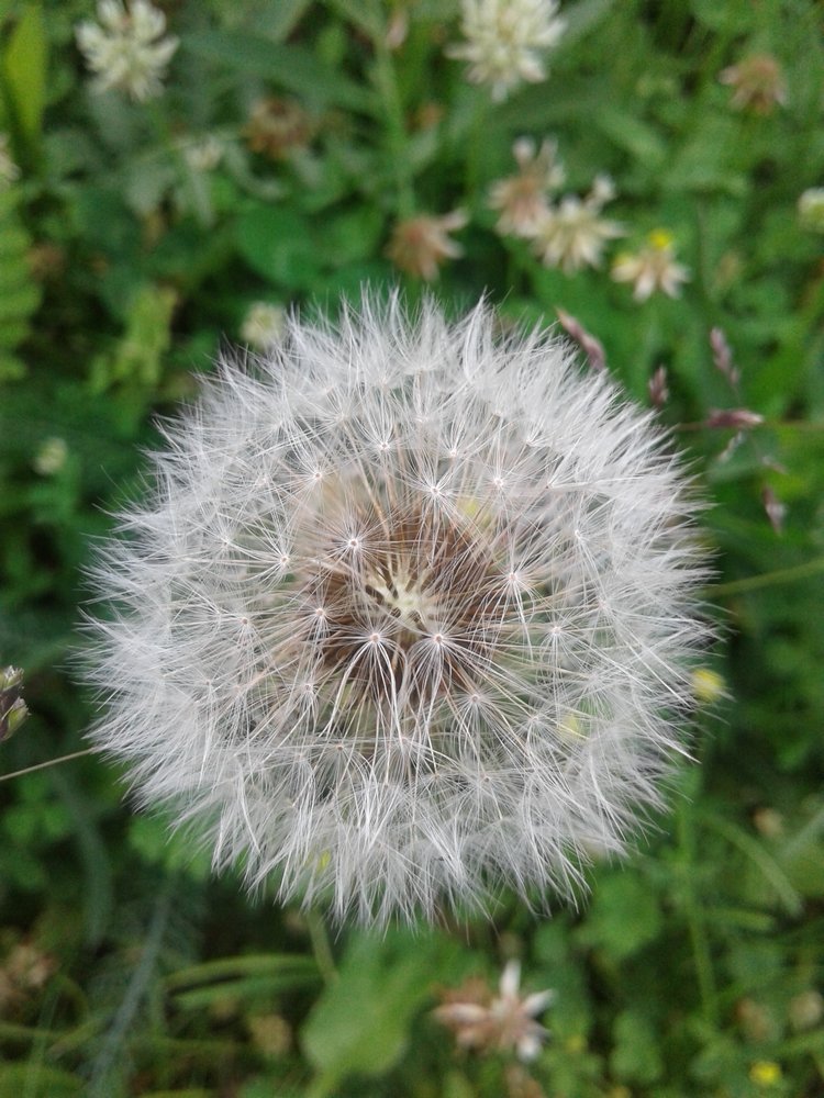 Псков: из лета в лето. Прогулки по городу и куклы