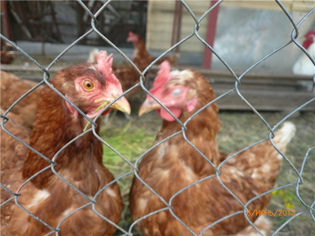 Мои позитивчики — Домашние коллекции кукол: фото собраний