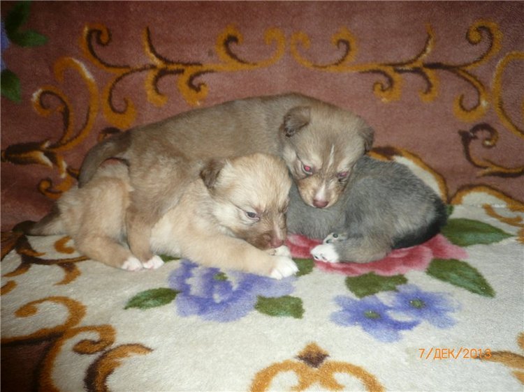 Куклы и собаки. Радость в нашем доме