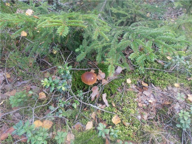 Любителям природы и походов за грибами (фото 9)