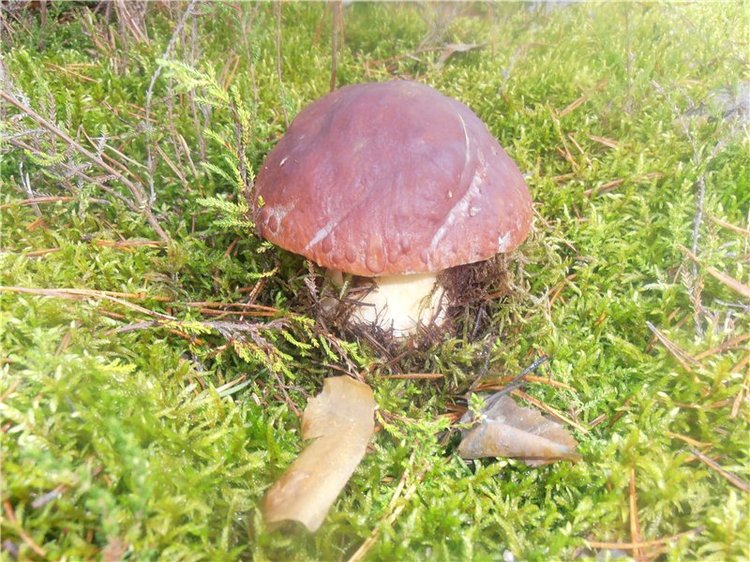 Любителям природы и походов за грибами (фото 8)