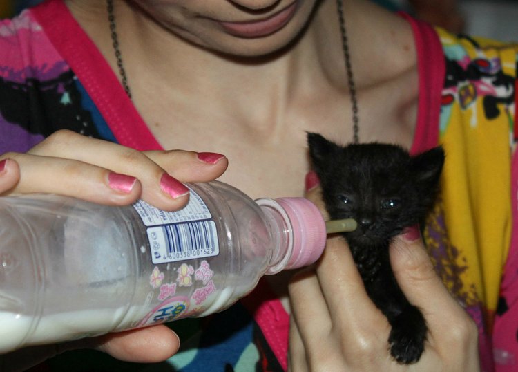 Зайка Зефирка и наши четверняшки. Игрушки вязанныые крючком (фото 7)