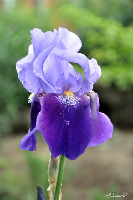 Моя вторая Olivia от Helen Kish | Бэйбики Моя вторая Olivia от Helen Kish