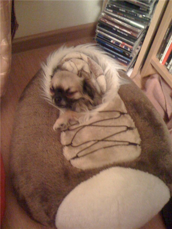 Учимся крепко спать — Болталка и разговоры обо всем: жизнь (фото 5)