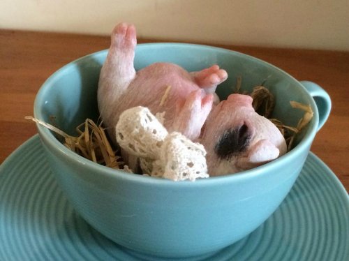 Зверятки-реборнятки — Молды и прототипы Реборн (Reborn): новинки (фото 8)