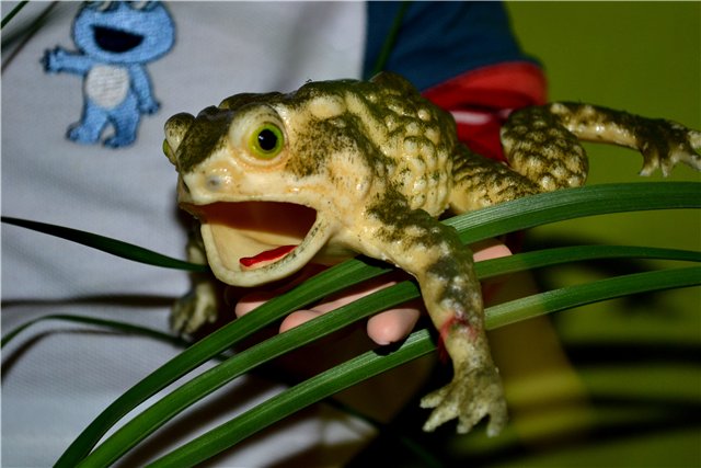 Осторожно! Рыжая дразнилка-задавака Сьюззи... Suzze Q Elite Dolls Collection 1997