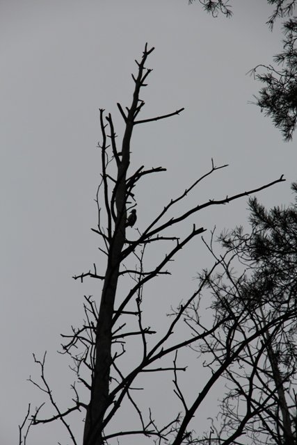 По грибы. Бузулукский бор
