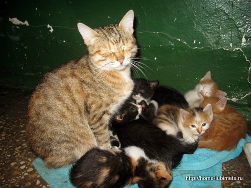 Мне вслед глядит душа кошачья... 4 октября - день памяти святого Франциска и Международный день животных