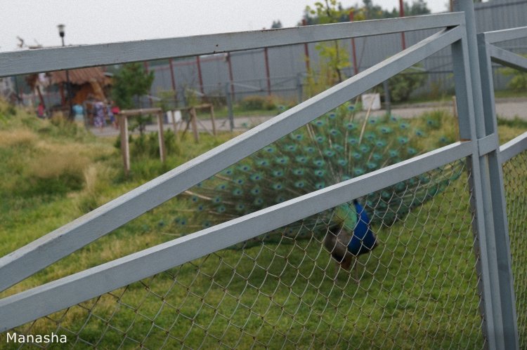 Как Майка в зоопарк ходила. pukiFee Ante Fairyland | Бэйбики Как Майка в зоопарк ходила. pukiFee Ante Fairyland (фото 9)