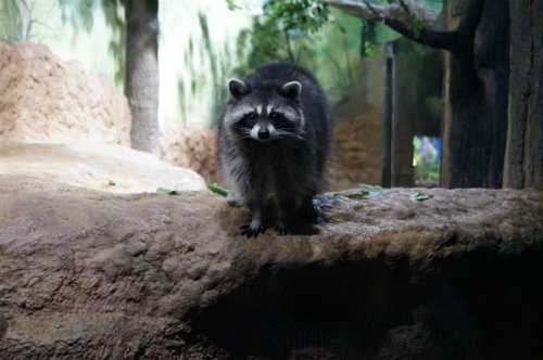 Воронежский океанариум — Туризм и путешествия: фотоотчеты из поездок (фото 3)
