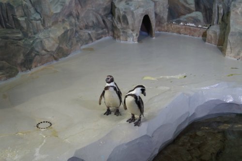 Воронежский океанариум — Туризм и путешествия: фотоотчеты из поездок