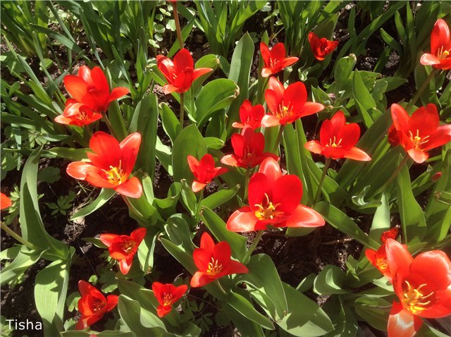 Маленькие садовники или весна в Аптекарском огороде