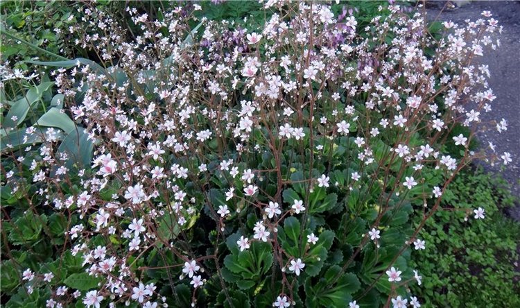 Кашин - город русского сердца. Часть пятая. Город - курорт, Санаторий "Кашин"