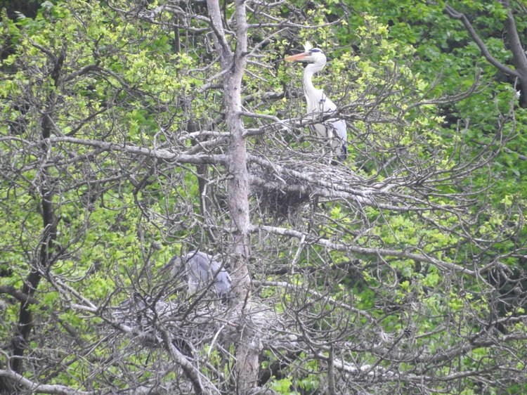 Любителям птиц. Серая цапля Словении