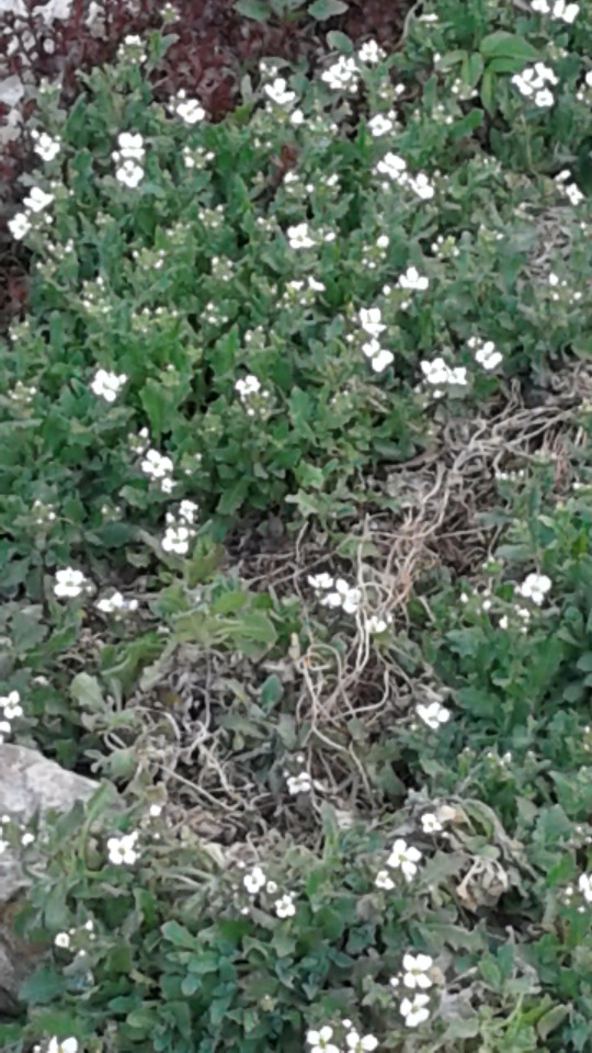 Природа Пскова: из весны в лето