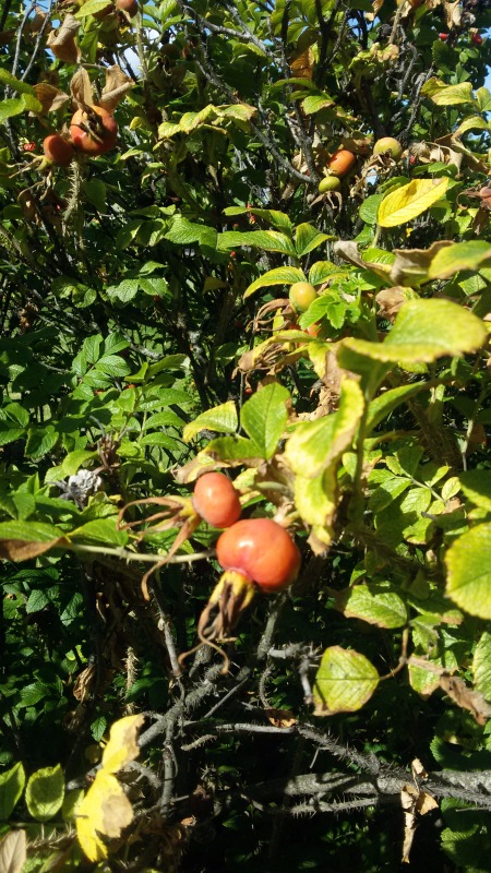 "Есть на Москве места такие..." ч.2. Тайны Коломенского оврага