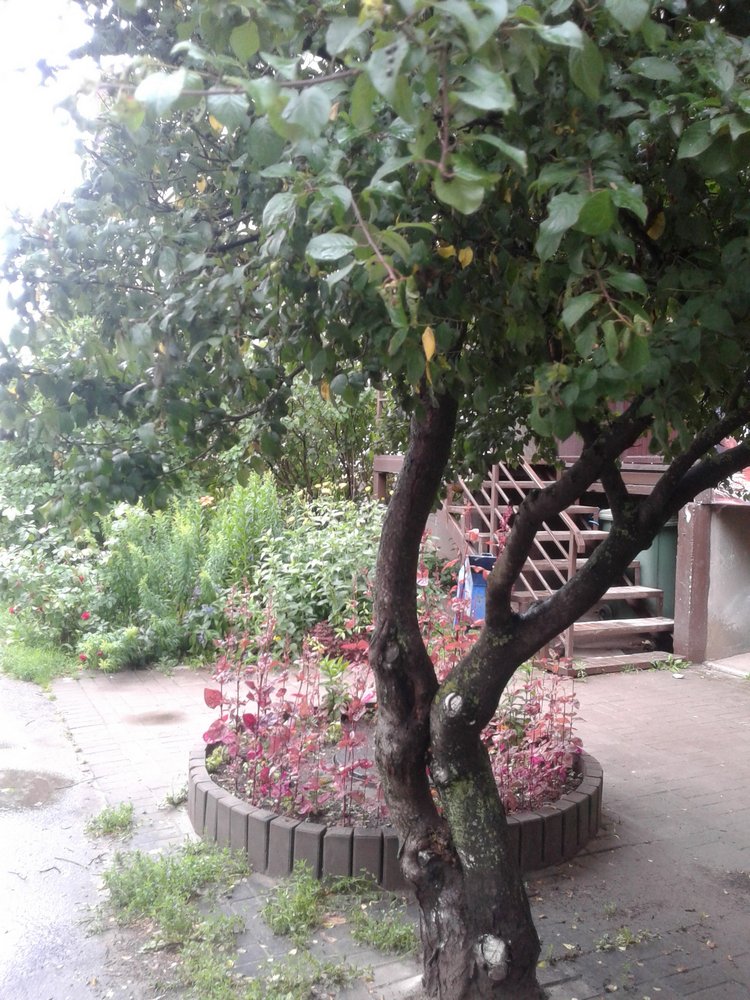 Псков: из лета в лето. Прогулки по городу и куклы