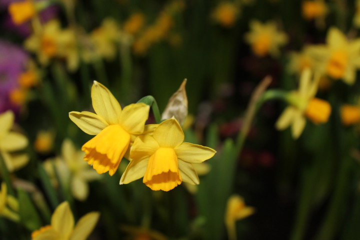 По Германии: весна в Лейпциге