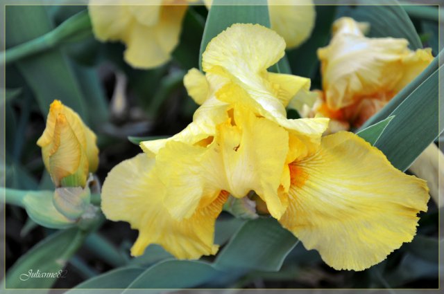 Valerie (Валерия) от Gotz 2002 год - коллекция Beatrix Potter