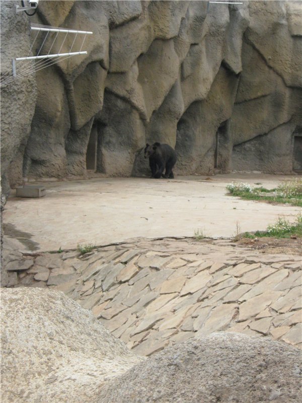 Пупсы Nines Artesanal D'Onil в Ижевском зоопарке (фото 3)