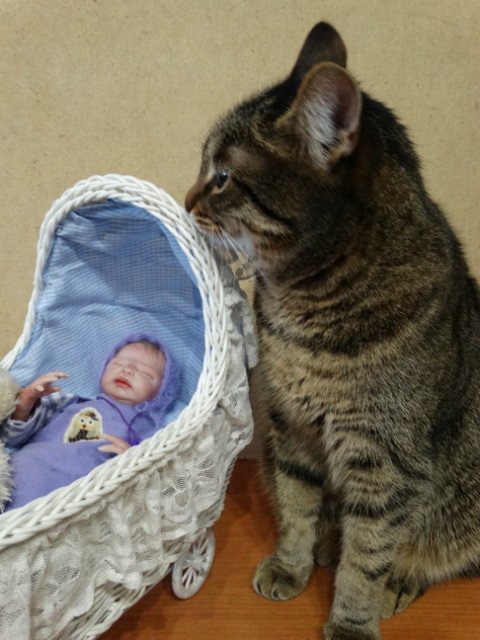 Моего кота не волнуют конкурсы, он просто любит фотографироваться