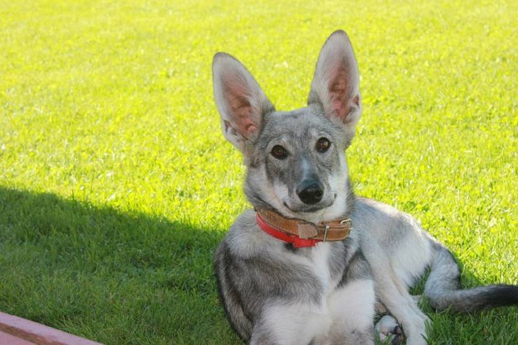 Наше участие в конкурсе Кукла и питомец | Бэйбики Наше участие в конкурсе Кукла и питомец (фото 6)