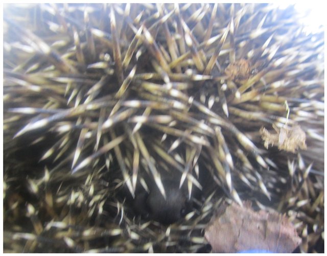 "Неприятный случай" или Ёжик, осень, грибочки. Wichtel, Rosemarie Anna Muller