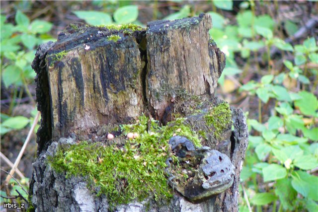 Осенняя сказка. Часть 1. (PukiFee Ante Ариэтти, PukiFee Bonnie Ариэль) | Бэйбики Осенняя сказка. Часть 1. (PukiFee Ante Ариэтти, PukiFee Bonnie Ариэль)