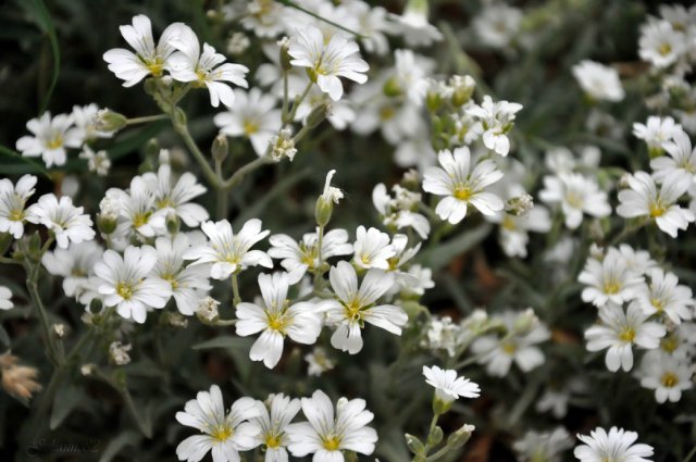 Olivia от Helen KISH