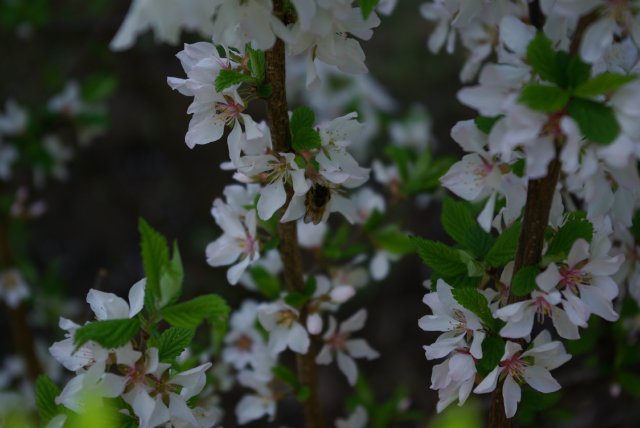 Пиечка (Peas) от Kim Lasher