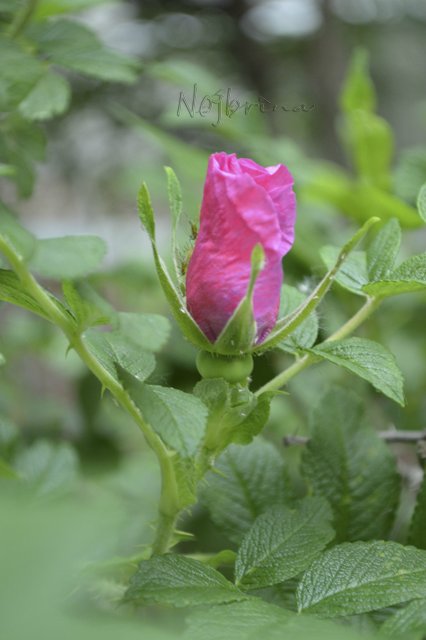 Яркие краски. Вихтели Rosemarie Anna Muller