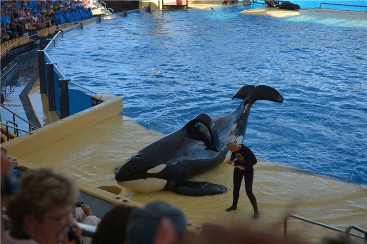 Испания. Тенерфе. Часть 2. Лоро парк