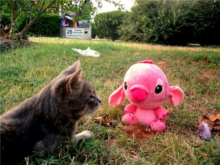 Лето. Солнце. Море. Всё смешалось - звери, куклы. Часть2 | Бэйбики Лето. Солнце. Море. Всё смешалось - звери, куклы. Часть2