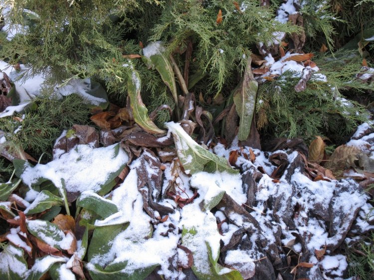 Утренняя прогулка в парке Горького с Соломоном и Анхен, или О сложностях гуляния с собакой и куклой одновременно (фото 9)