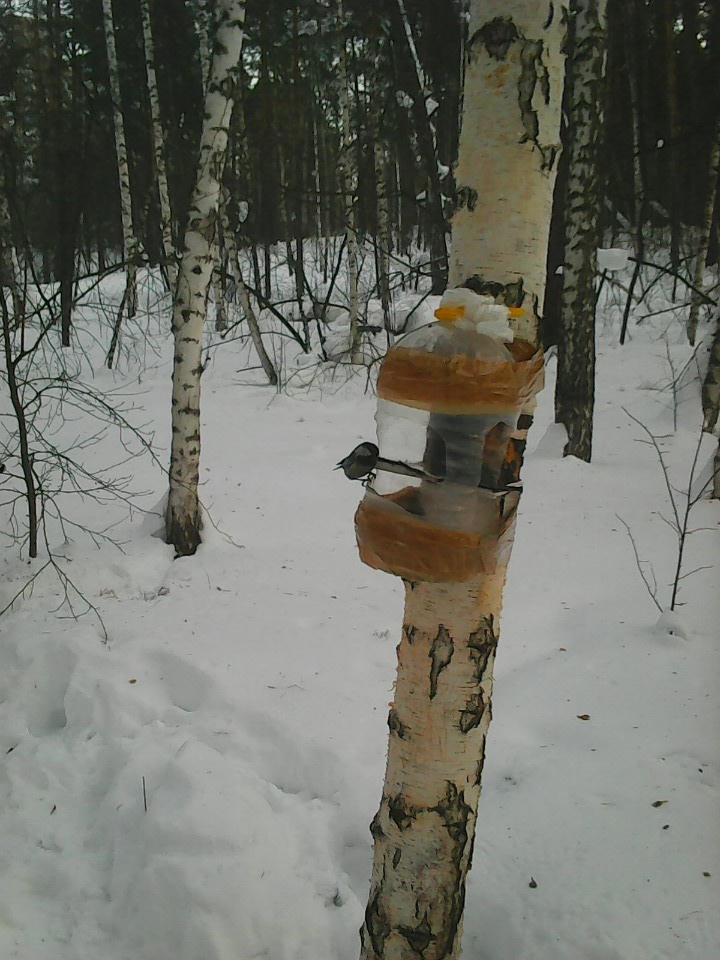 Интересное наблюдение за птицами у кормушки