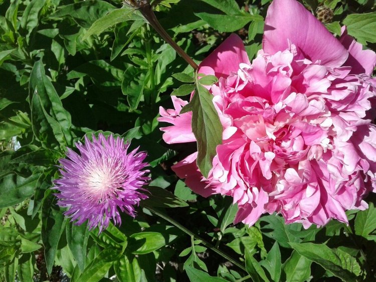 Природа Пскова: из весны в лето