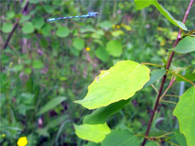 Тверской Водопад — Туризм и путешествия: фотоотчеты из поездок (фото 10)