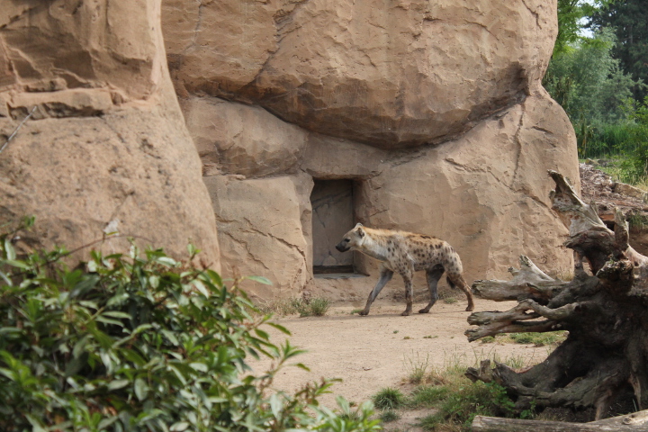 По Германии: зоопарк Лейпцига, часть 3