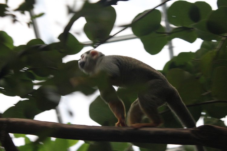 По Германии: зоопарк Лейпцига, часть 2