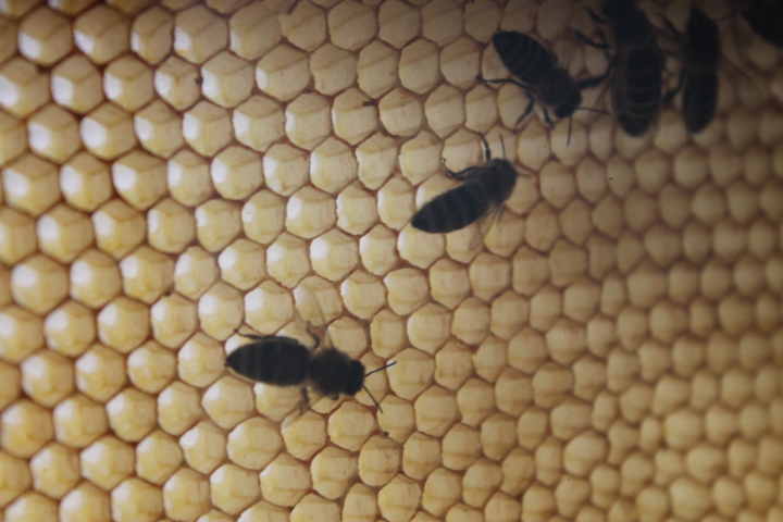 По Германии: зоопарк Лейпцига, часть 1