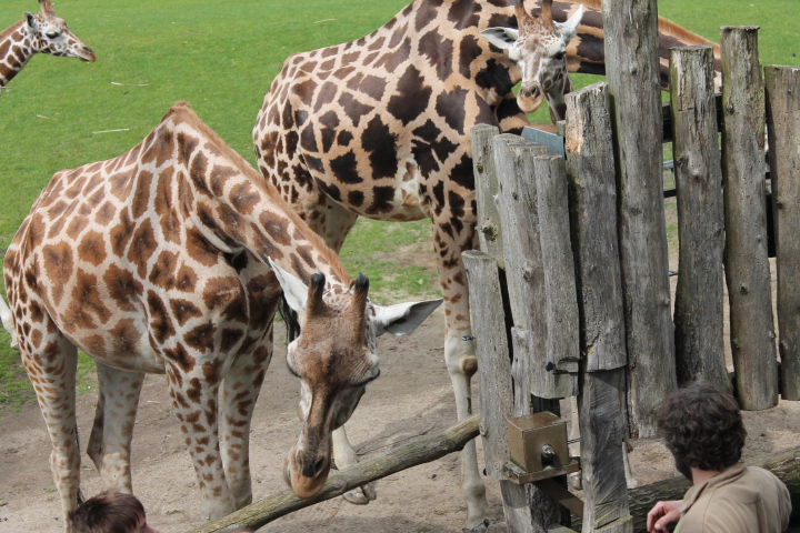 По Германии: зоопарк Лейпцига, часть 1