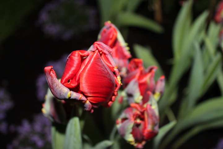 По Германии: весна в Лейпциге