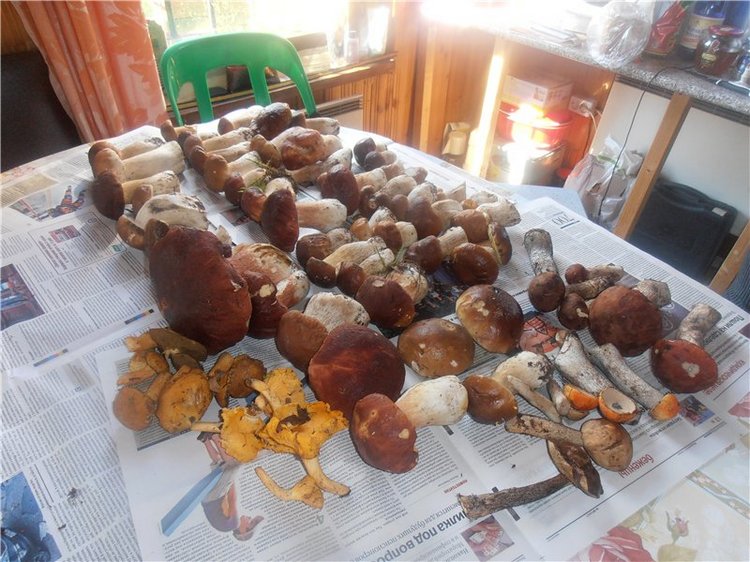 Любителям природы и походов за грибами