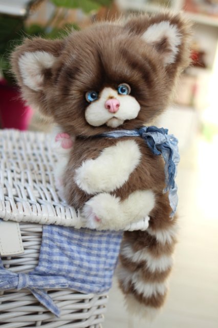 Голубоглазый котик-обормотик Мишка