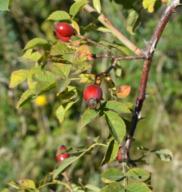 Бабье лето... Кукла Саша Sasha Doll Gingham
